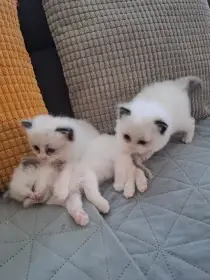 Koťátka Ragdoll s PP
