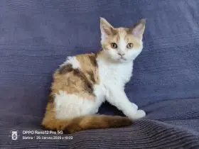 Kočička Selkirk Rex krátkosrstá
