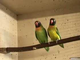 Agapornis hnědohlavý (nigrigenis)