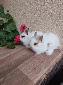 Zakrslý králík lvíček - sameček a samička
