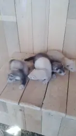 Fretky