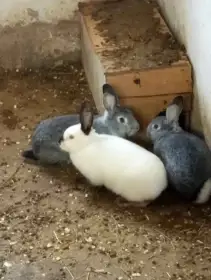 Prodám králíky na maso a nebo na chov