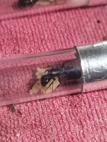 Camponotus vagus
