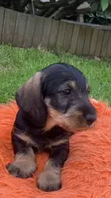 Jezevčík drsnosrstý fenky, odběr květen 2026