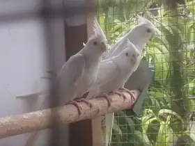 Korela chocholatá - albino