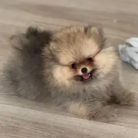 Pomeranian s PP FCI pejsek
