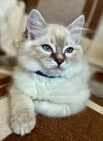 Luxusní ragdoll koťátko bez PP