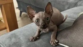 Kanadský sphynx