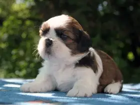 Shih-tzu, ši-cu štěňátka s PP FCI