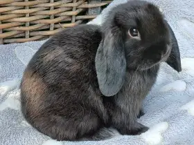 Kouzelná Miminka Zakrslý beránek MiniLop
