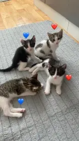 Daruji zdarma 4 hravá koťátka