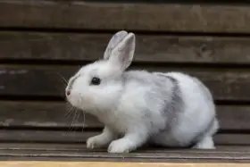 Poslední volná samička