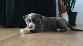 Volná fenečka jedinaček Amstaff s PP