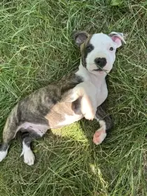 Americký pitbulteriér APBT s pp