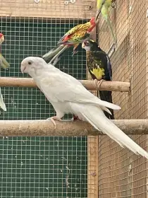 Rosela albino