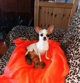 Štěňátka typu čivava mini