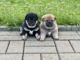 Štěňátka Shiba Inu s PP