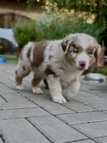 Australský ovčák - top štěňátka pejsci red merle