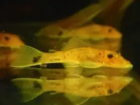 Ancistrus super red