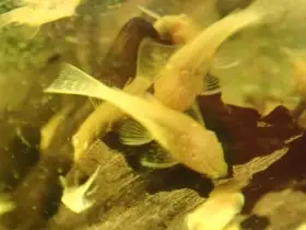 Ancistrus Gold