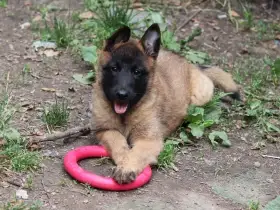 Belgický ovčák - Malinois -  fenky s PP