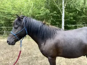 Pony do rodiny