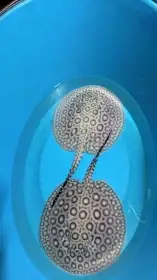 Potamotrygon mini royal marbled