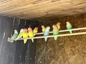 Agapornis růžohrdlý