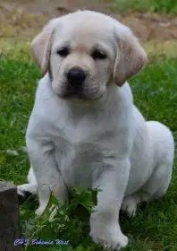 Žlutý pejsek labrador retrievera s PP