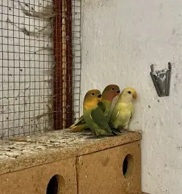 Agapornis růžohrdlý 2025