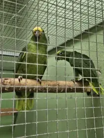 Amazoňan surinamský  - ochrocephala 1/1.