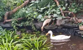 🦆💚 Indičtí běžci – slimákobijci roku hledají nový domov
