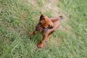 Rhodéský Ridgeback štěňátka