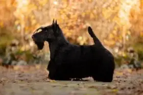 Matka: multi CH Iriska Moonlight Majesco