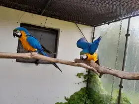 Ara Ararauna