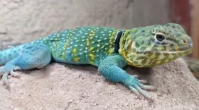 Leguánek obojkový-Crotaphytus collaris wichita mountains