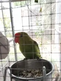 Agapornis etiopský
