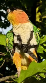 Amazônek černotemenný