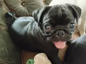 Mops s PP FCI