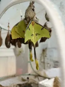 Argema mimosae vajicka