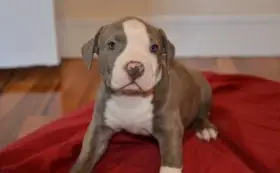 Krásná štěňata amerického pitbulteriéra pro dobrou rodinu