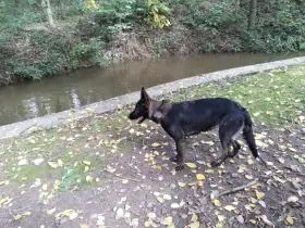 Prodám fenu Německého ovcaka