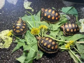 Mláďata -  želva uhlířská