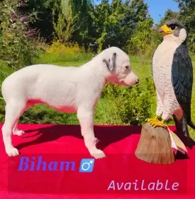 Poslední volný chlapeček - bílý vipet (whippet) s černým znakem