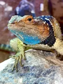 Mladata sceloporus cyanogenys