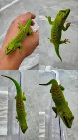 Phelsuma grandis 0.0.2