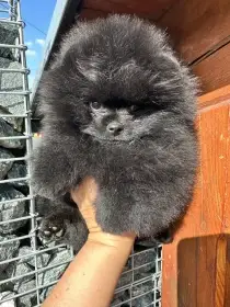 Pomeranian s PP FCI - štěně, kluk