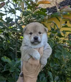 Shiba-Inu s PP FCI z chovatelské stanice pibaro
