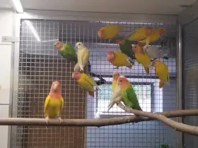 Agapornis růžohrdlý opalin