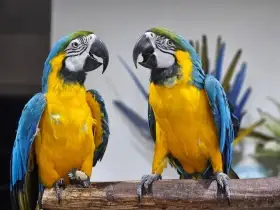 Predám harmonizujúci pár Ara Ararauna